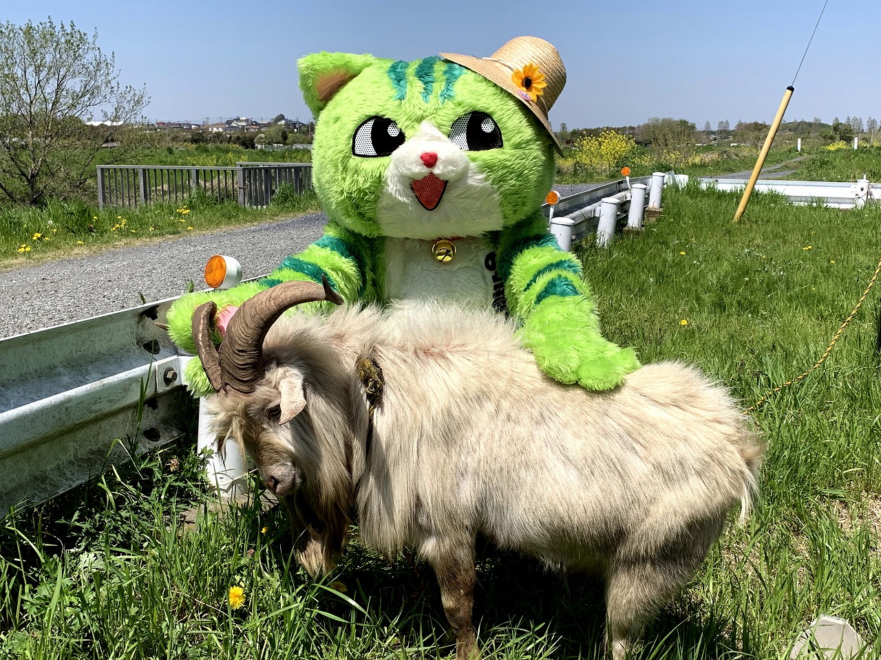 chirasi